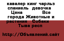  кавалер кинг чарльз спаниель -девочка › Цена ­ 45 000 - Все города Животные и растения » Собаки   . Тыва респ.